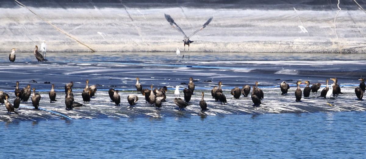 Double-crested Cormorant - ML645663883