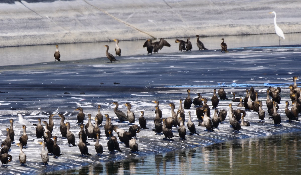 Double-crested Cormorant - ML645663884
