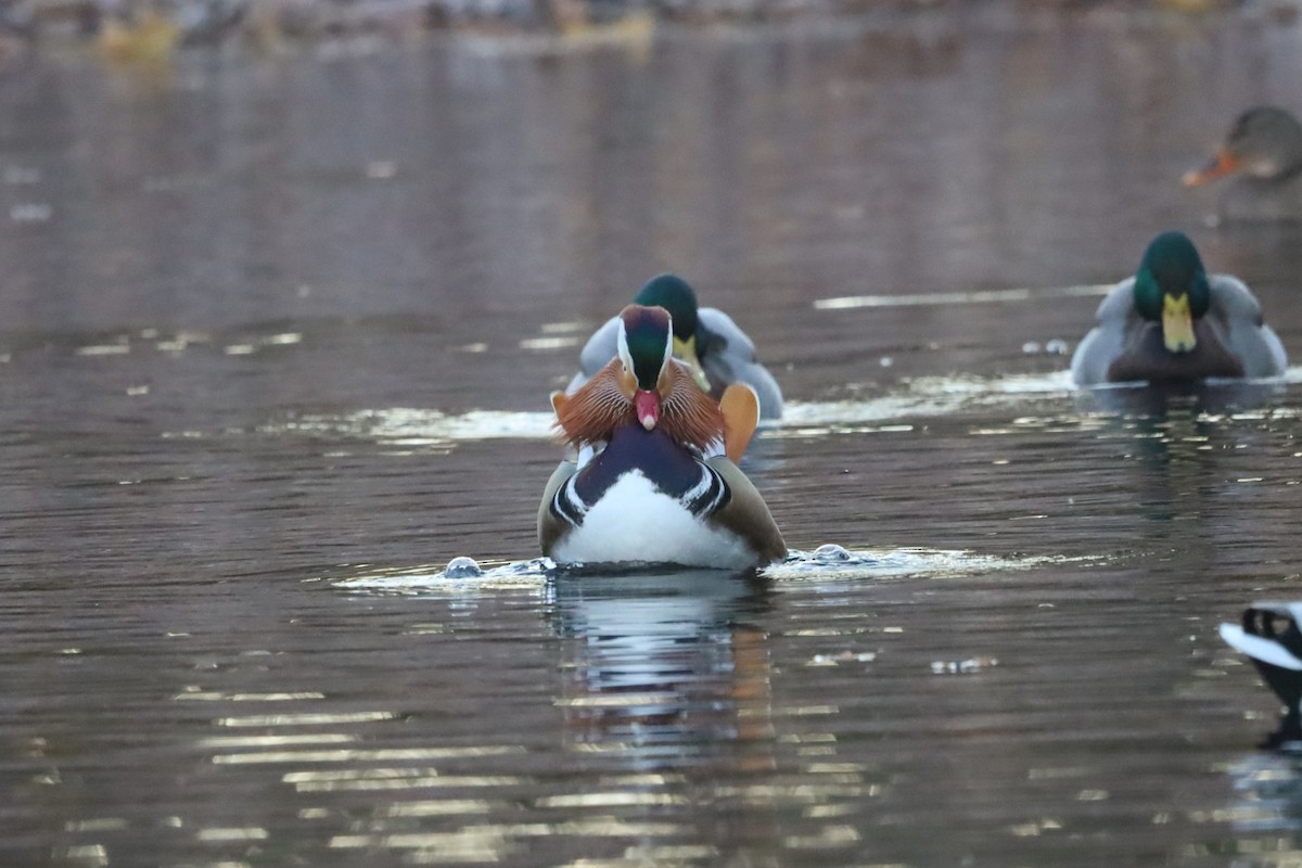 Мандаринка - ML645663889