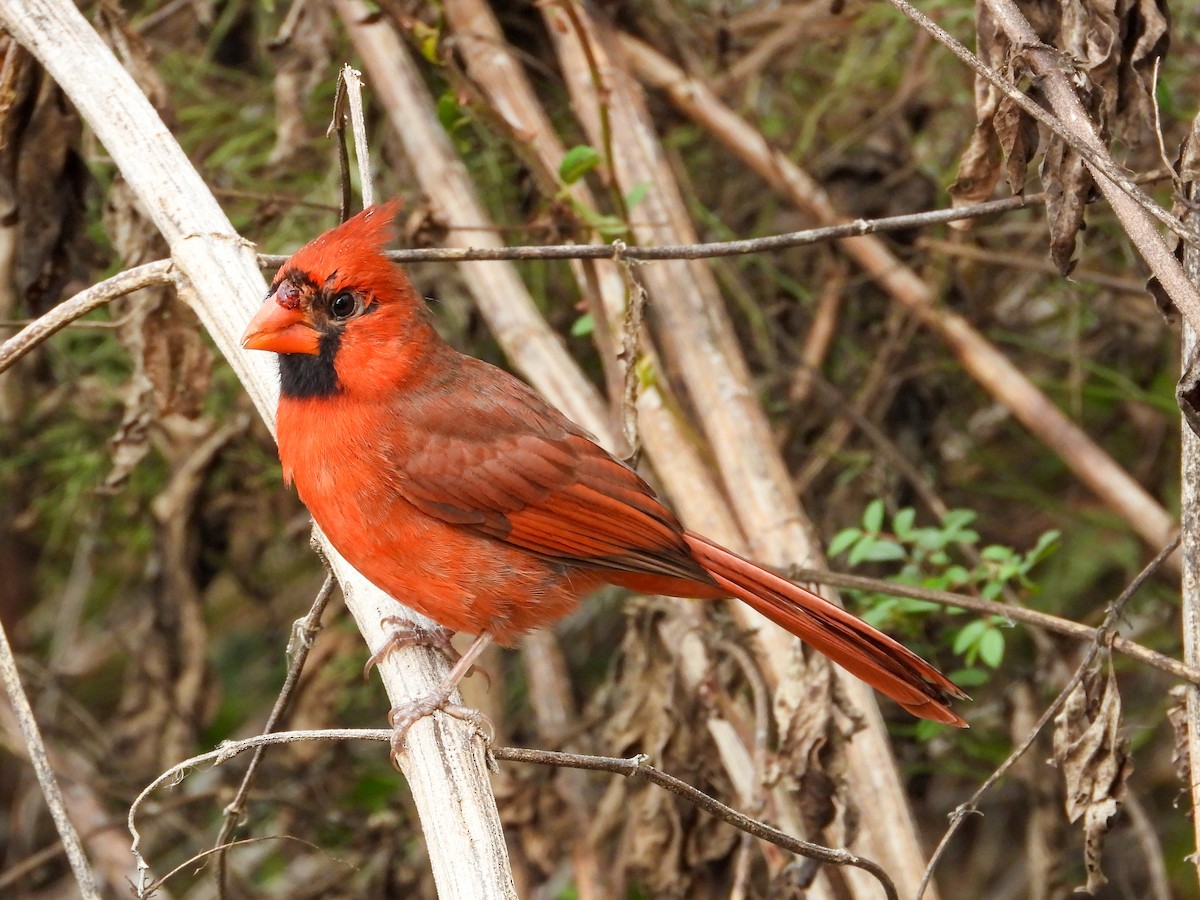 Northern Cardinal - ML645663891