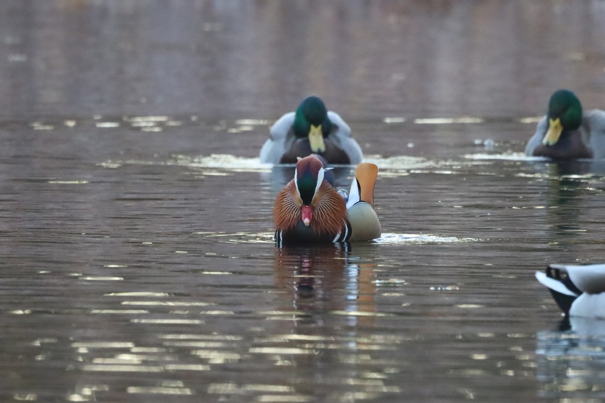 Мандаринка - ML645663893