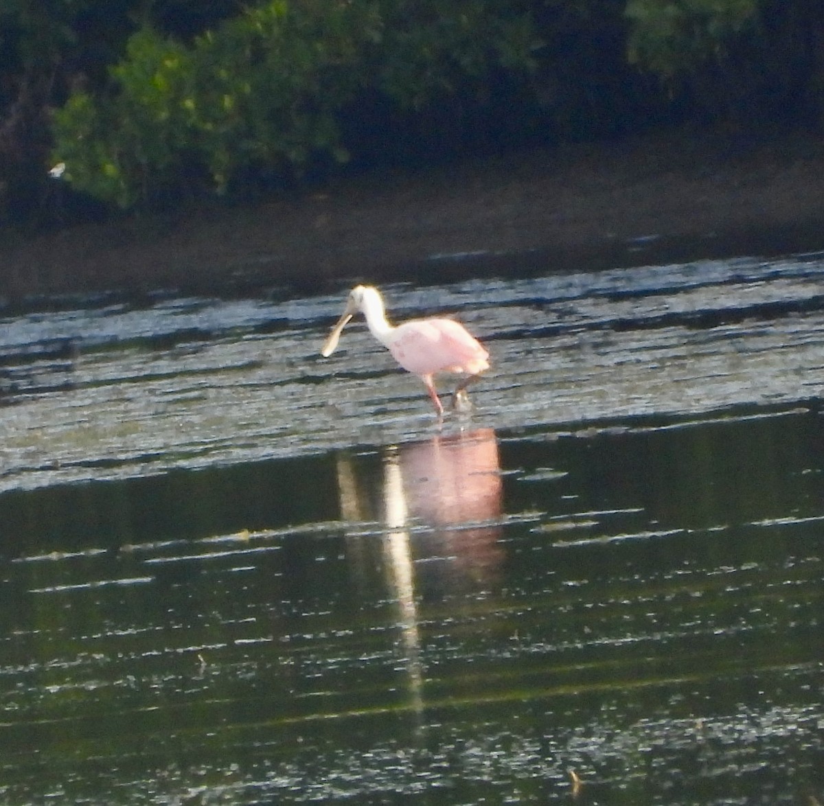 Roseate Spoonbill - ML645663895