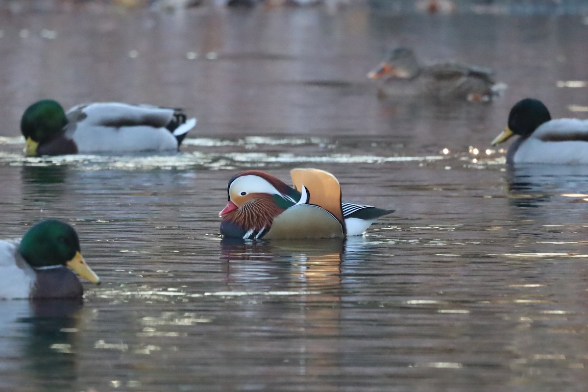 Мандаринка - ML645663898