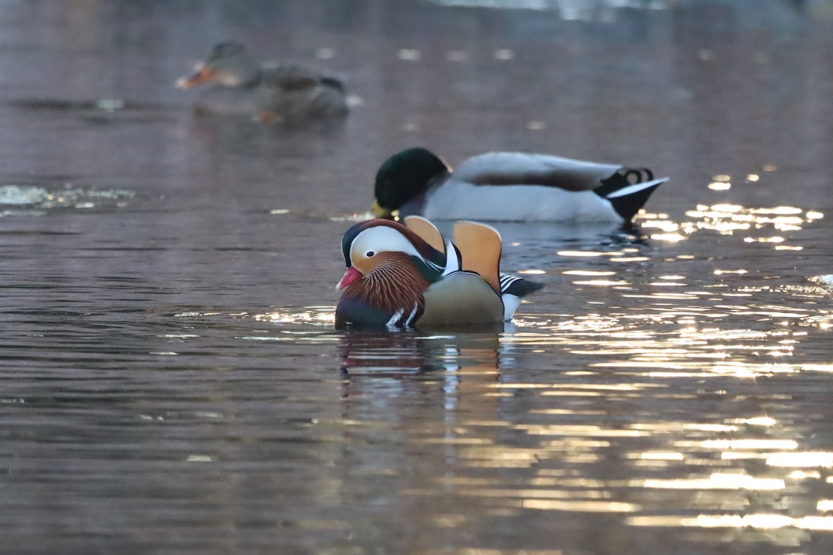 Мандаринка - ML645663913