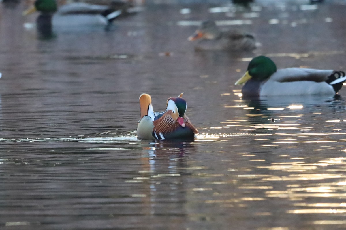 Мандаринка - ML645663921