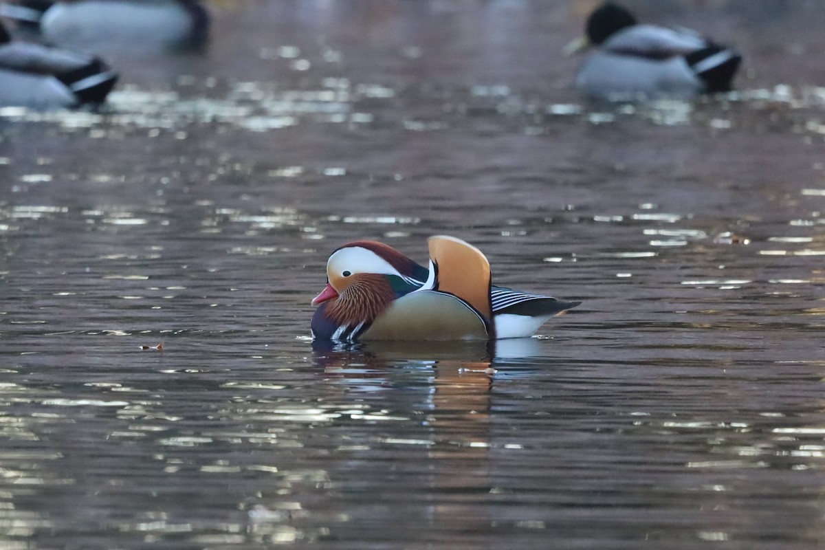 Мандаринка - ML645663923