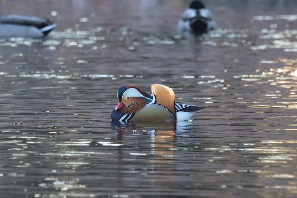 Мандаринка - ML645663928