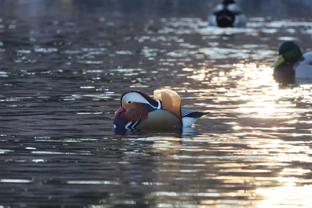 Мандаринка - ML645663929