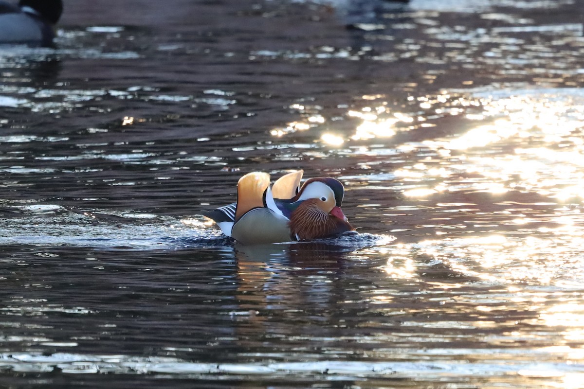 Мандаринка - ML645663930