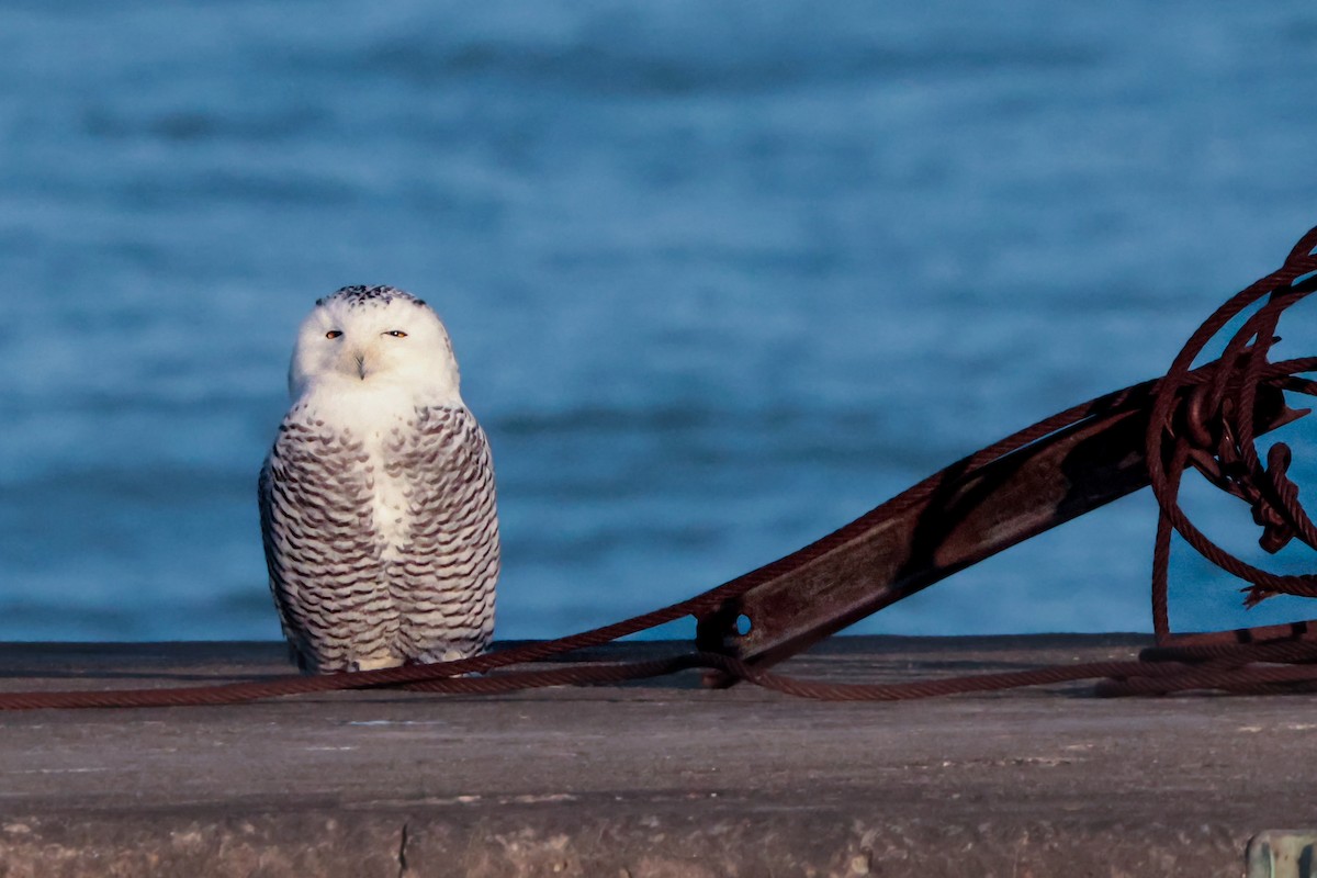 Harfang des neiges - ML645663944