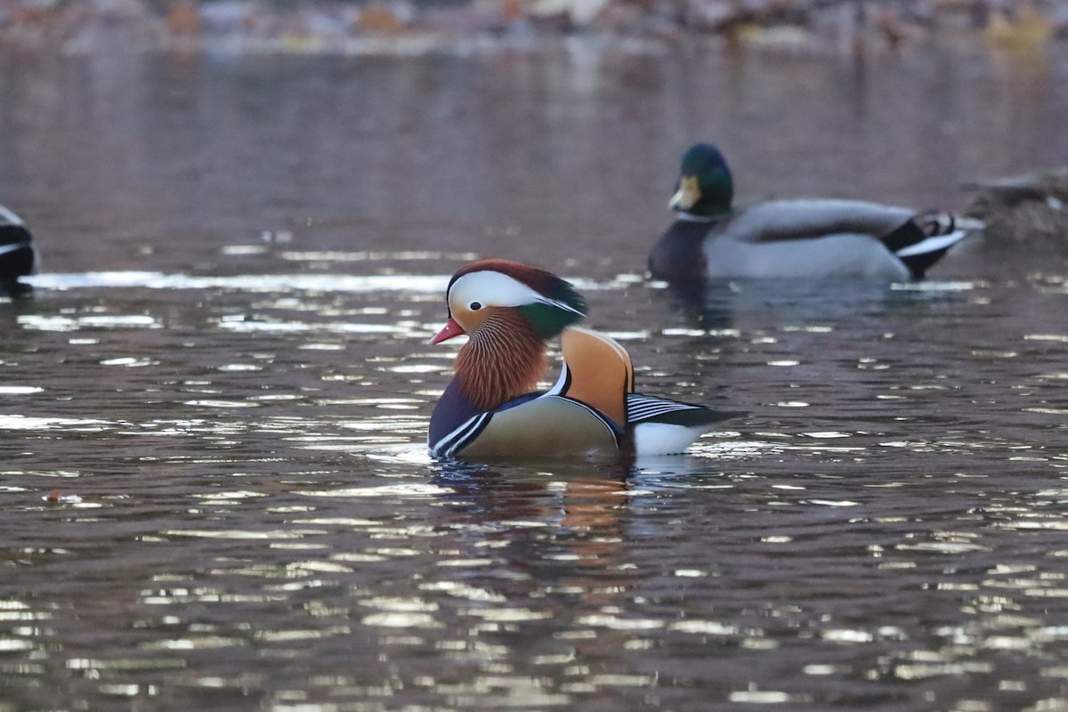 Мандаринка - ML645663945