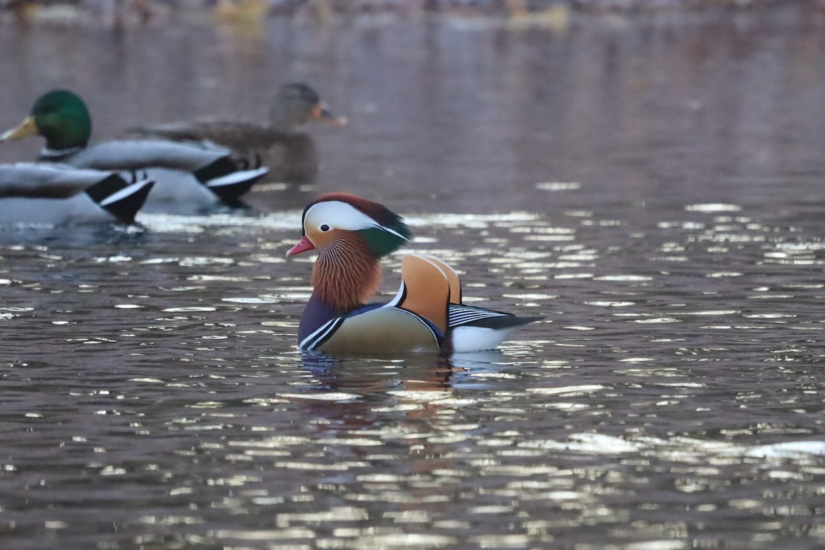 Мандаринка - ML645663953