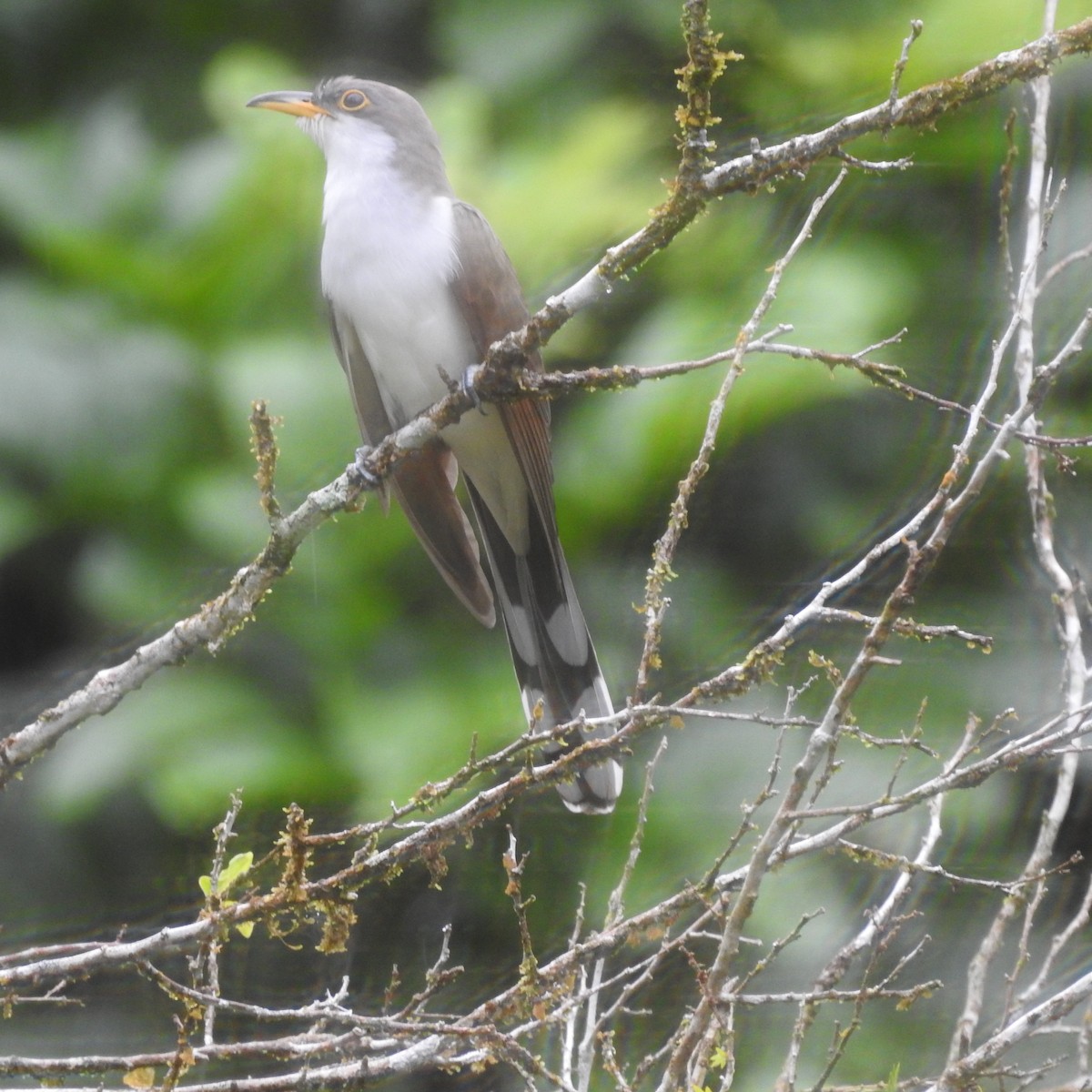Yellow-billed Cuckoo - ML645663954