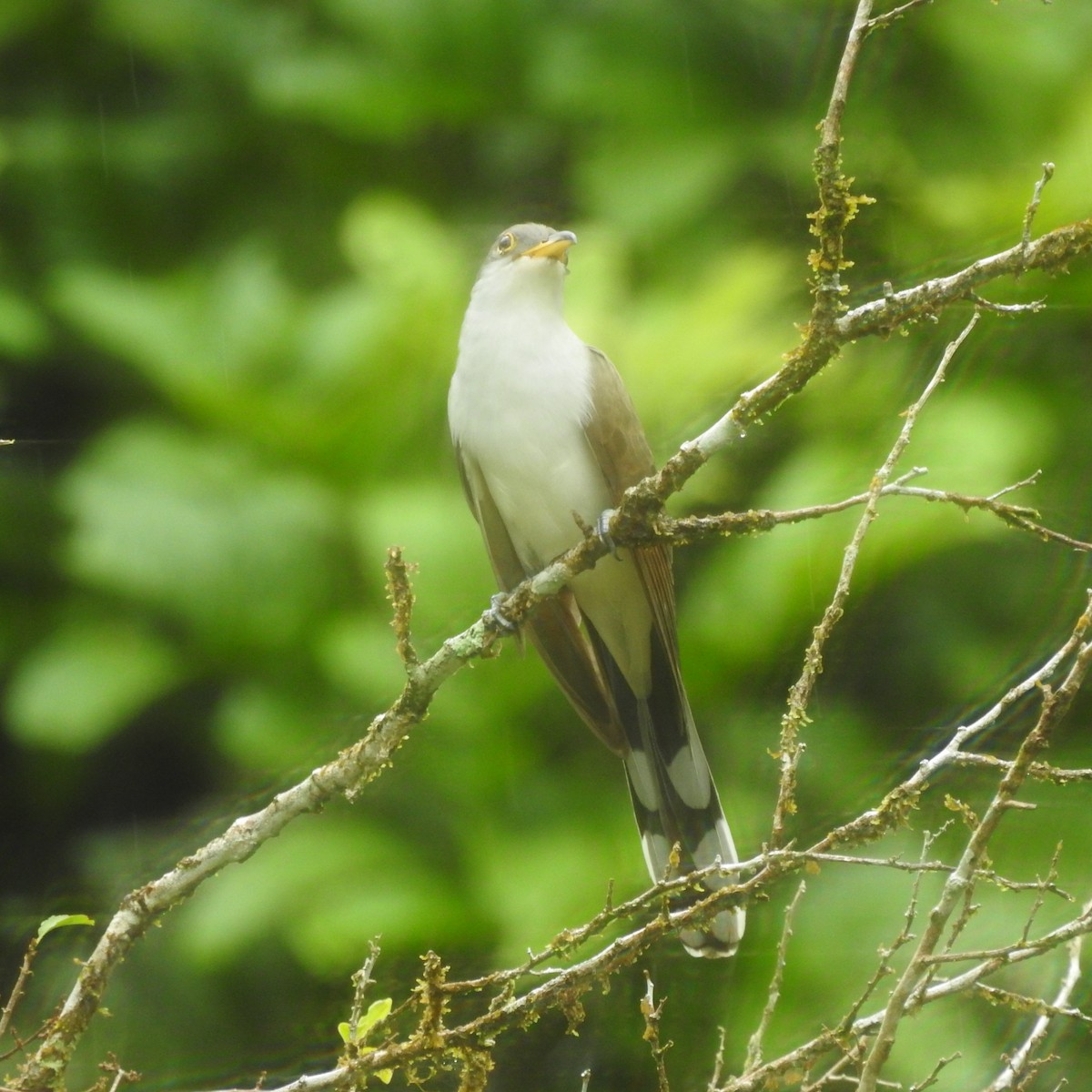 Yellow-billed Cuckoo - ML645663961