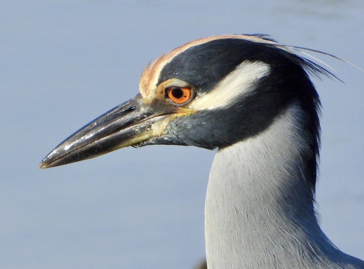 Yellow-crowned Night Heron - ML645663964