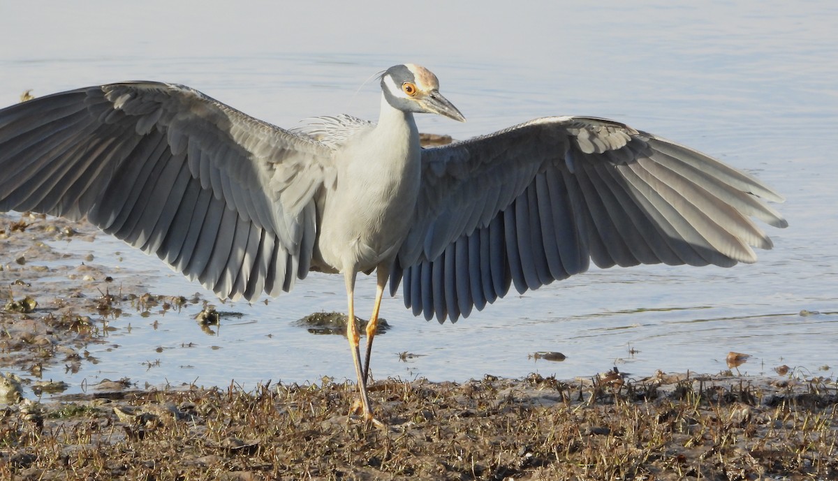 Yellow-crowned Night Heron - ML645663965