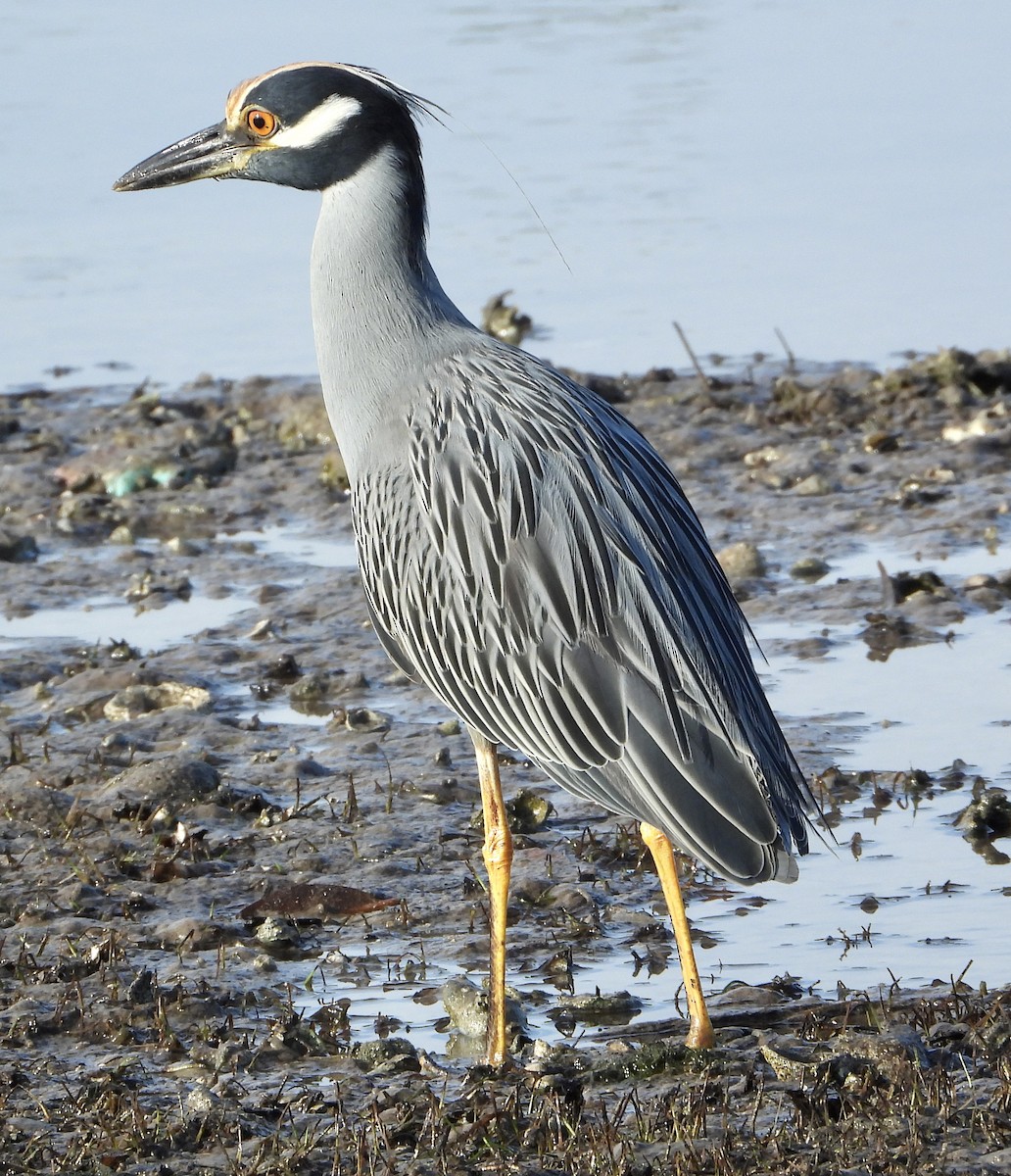 Yellow-crowned Night Heron - ML645663966