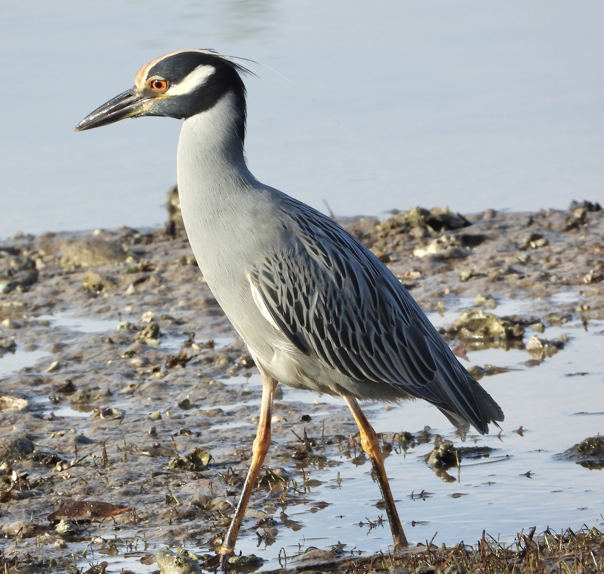 Yellow-crowned Night Heron - ML645663968