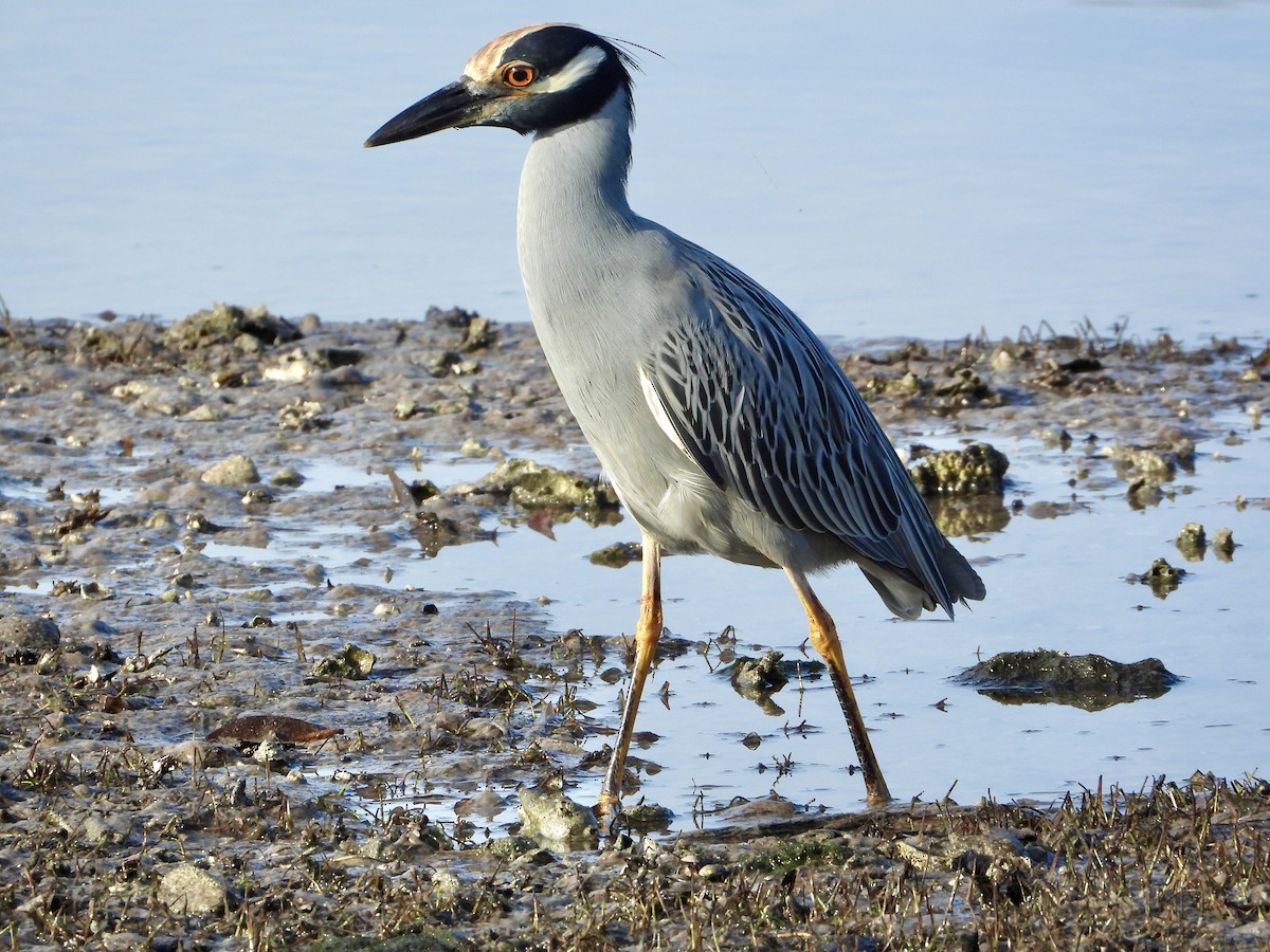 Yellow-crowned Night Heron - ML645663969