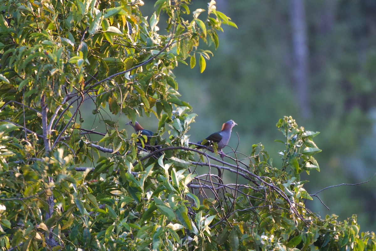 Green Imperial-Pigeon - ML645663987