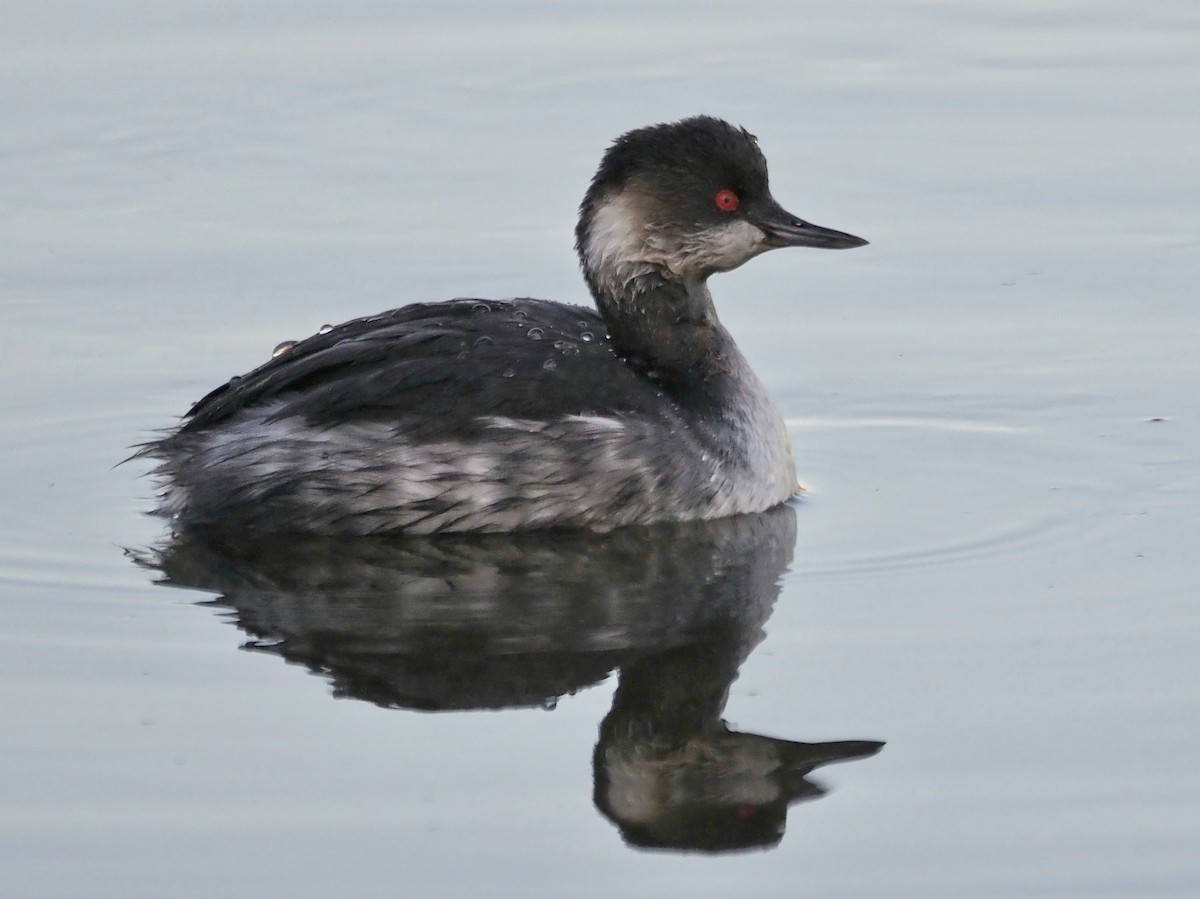 Schwarzhalstaucher - ML645664000