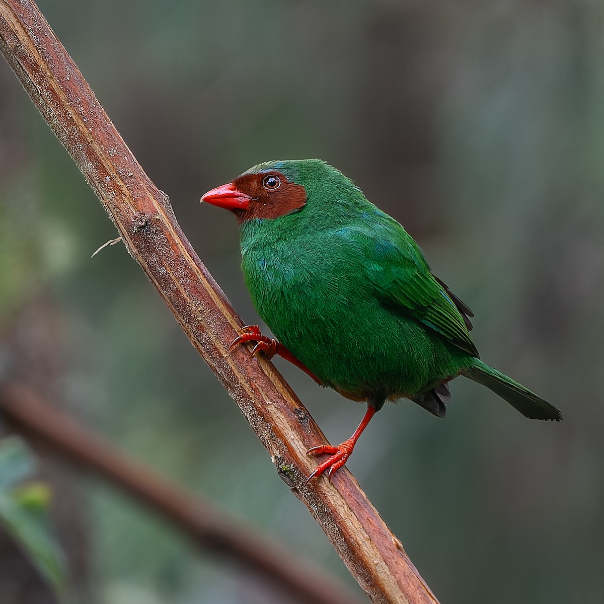 Grass-green Tanager - ML645664004