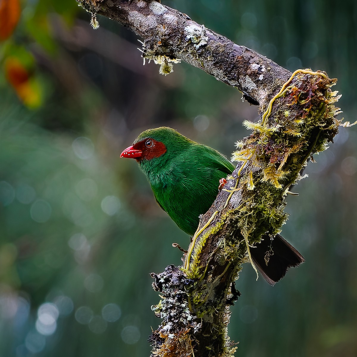 Grass-green Tanager - ML645664005