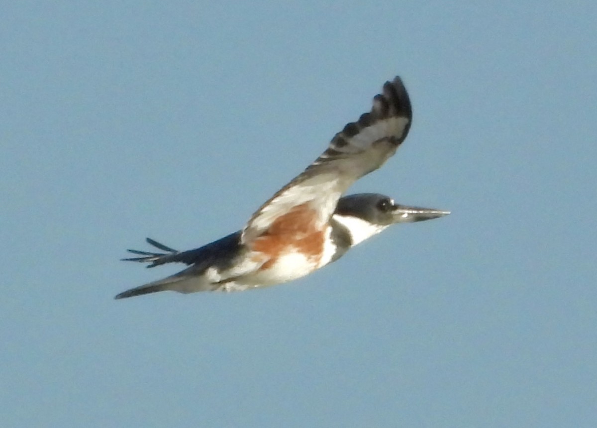 Belted Kingfisher - ML645664017