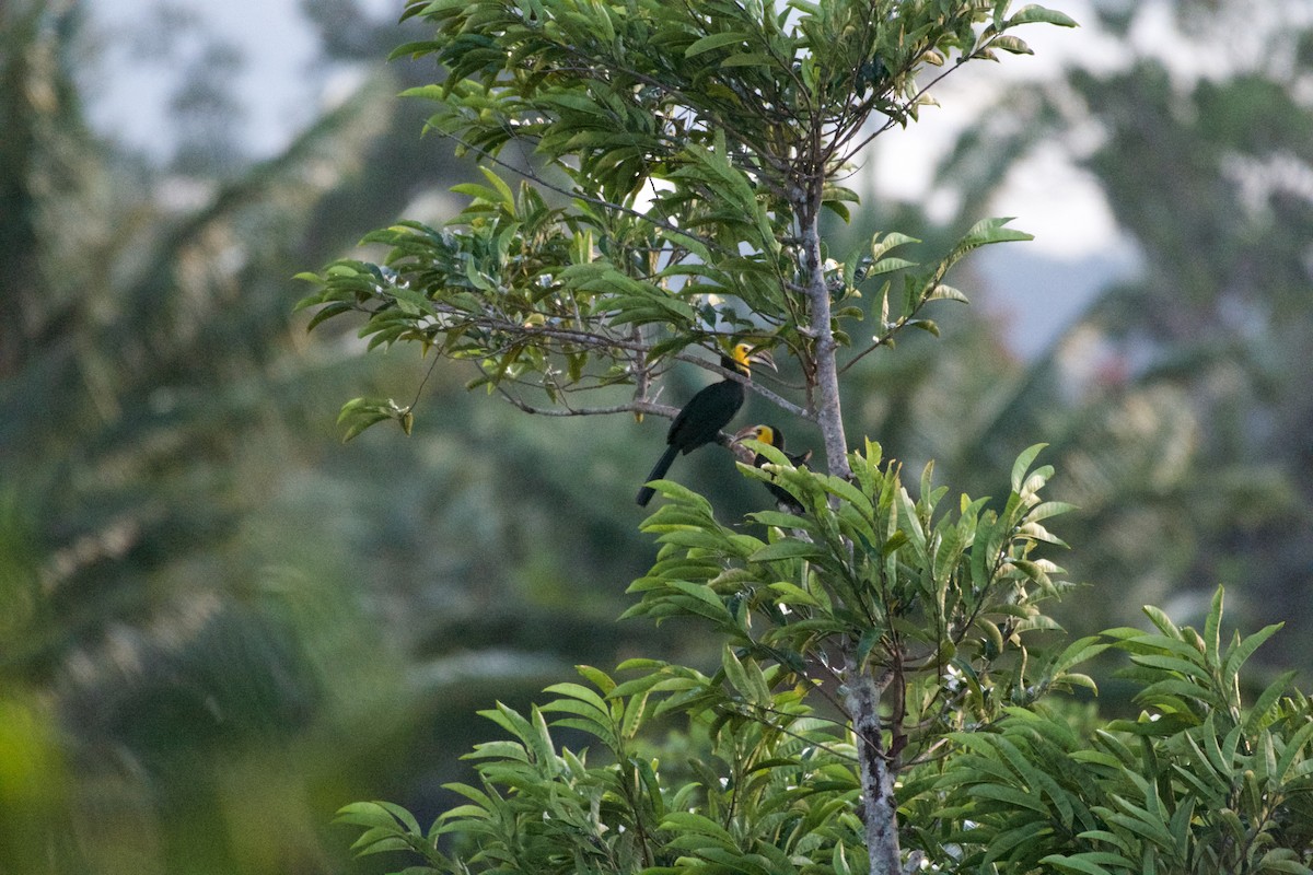 Sulawesi Hornbill - ML645664026