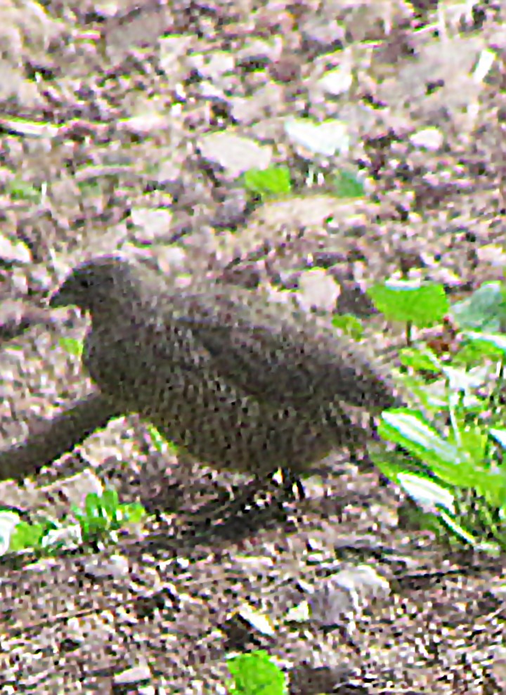 Brown Quail - ML645664027
