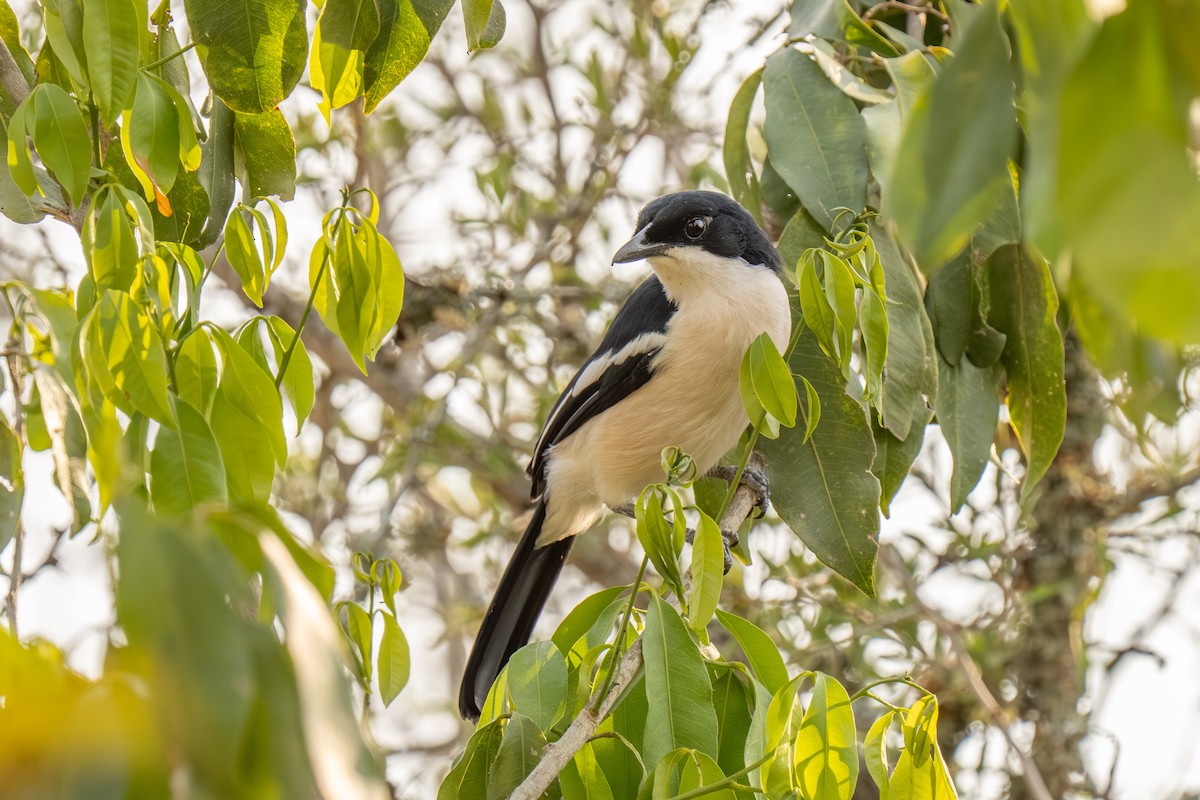Tropical Boubou - ML645664029