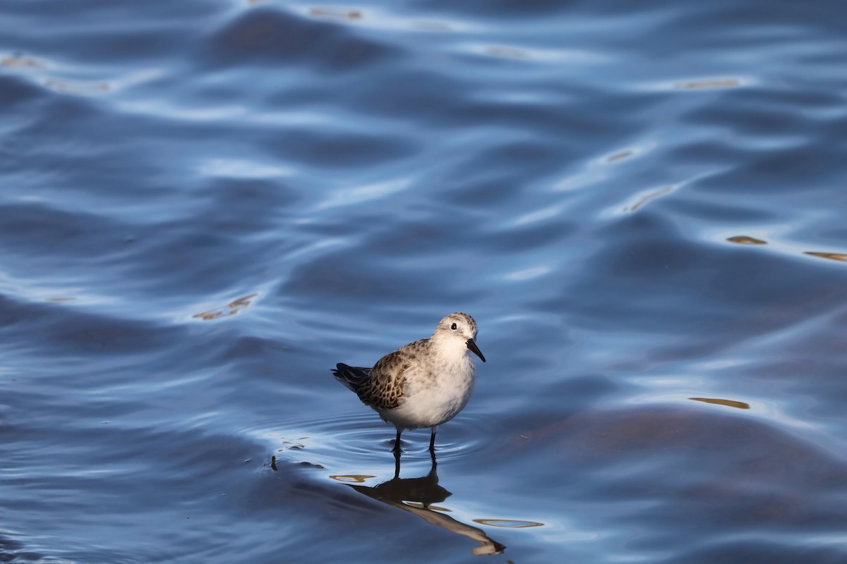 Little Stint - ML645664030