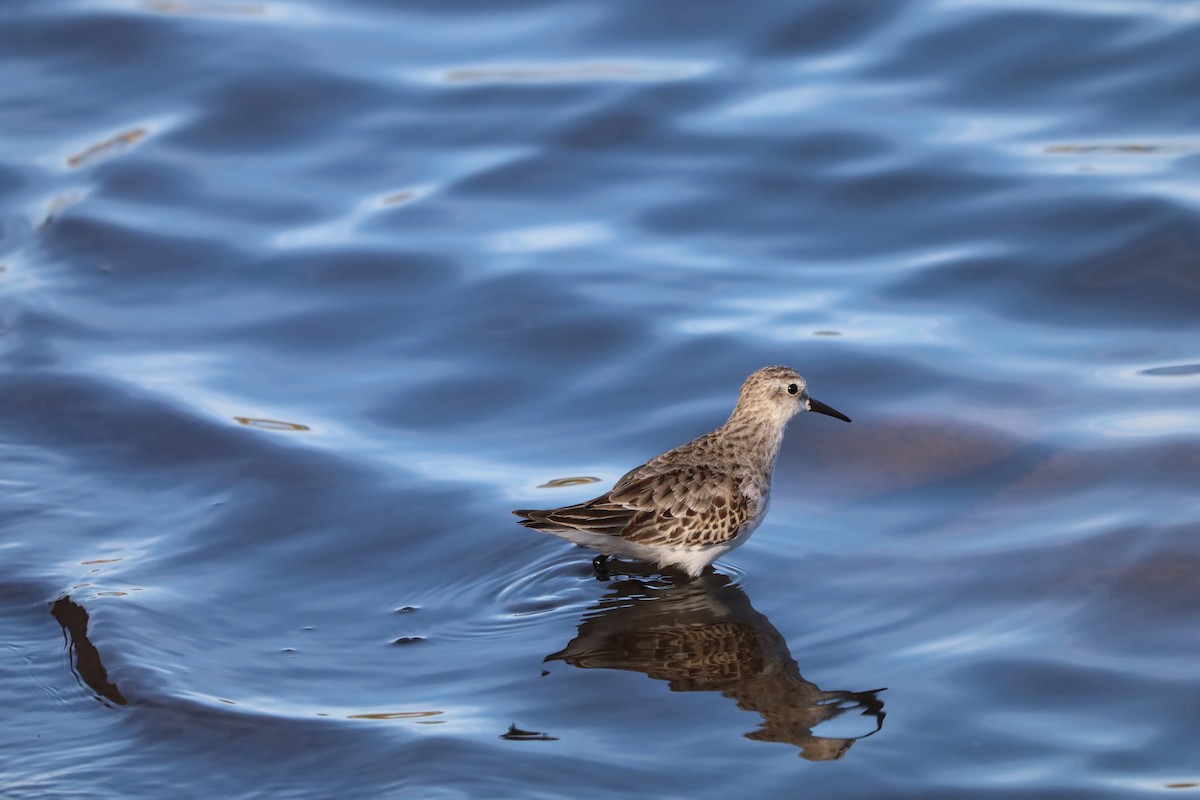Little Stint - ML645664032