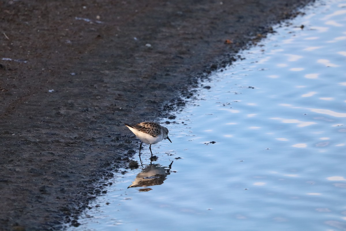 Little Stint - ML645664033