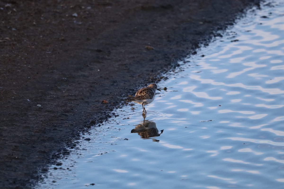 Little Stint - ML645664034
