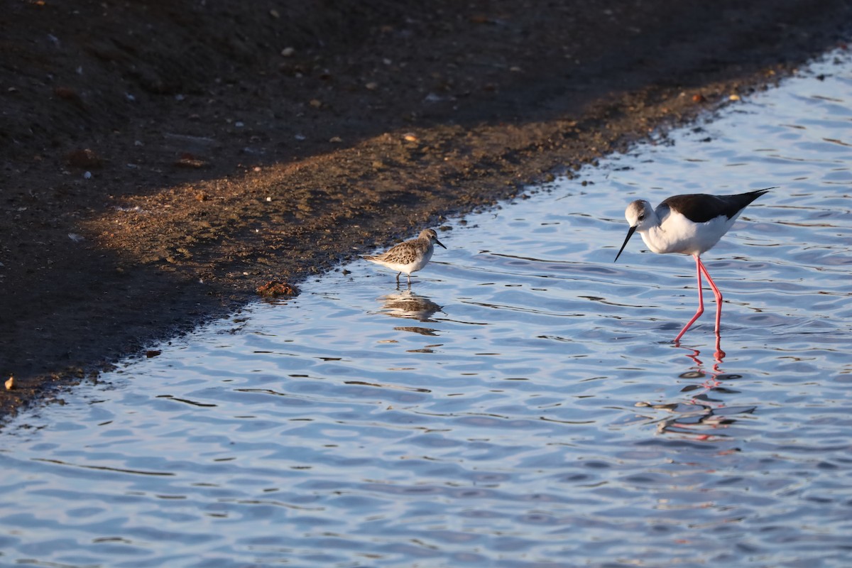 Little Stint - ML645664037