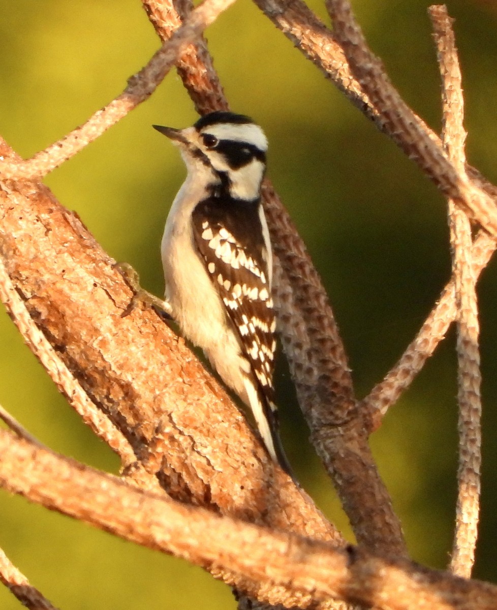 Downy Woodpecker - ML645664038