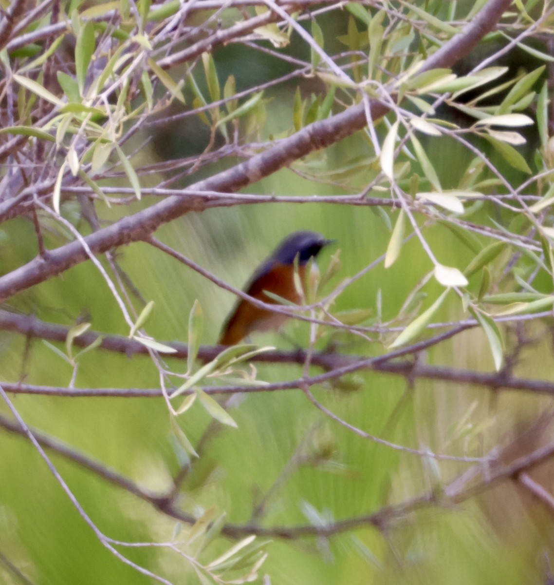 Common Redstart - ML645664048