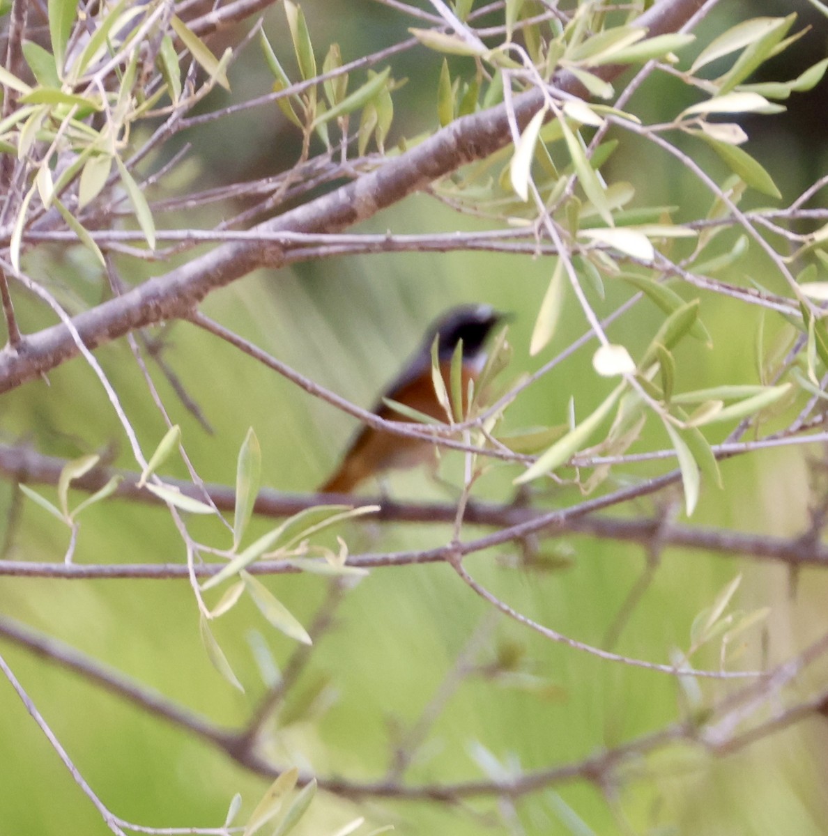 Common Redstart - ML645664050