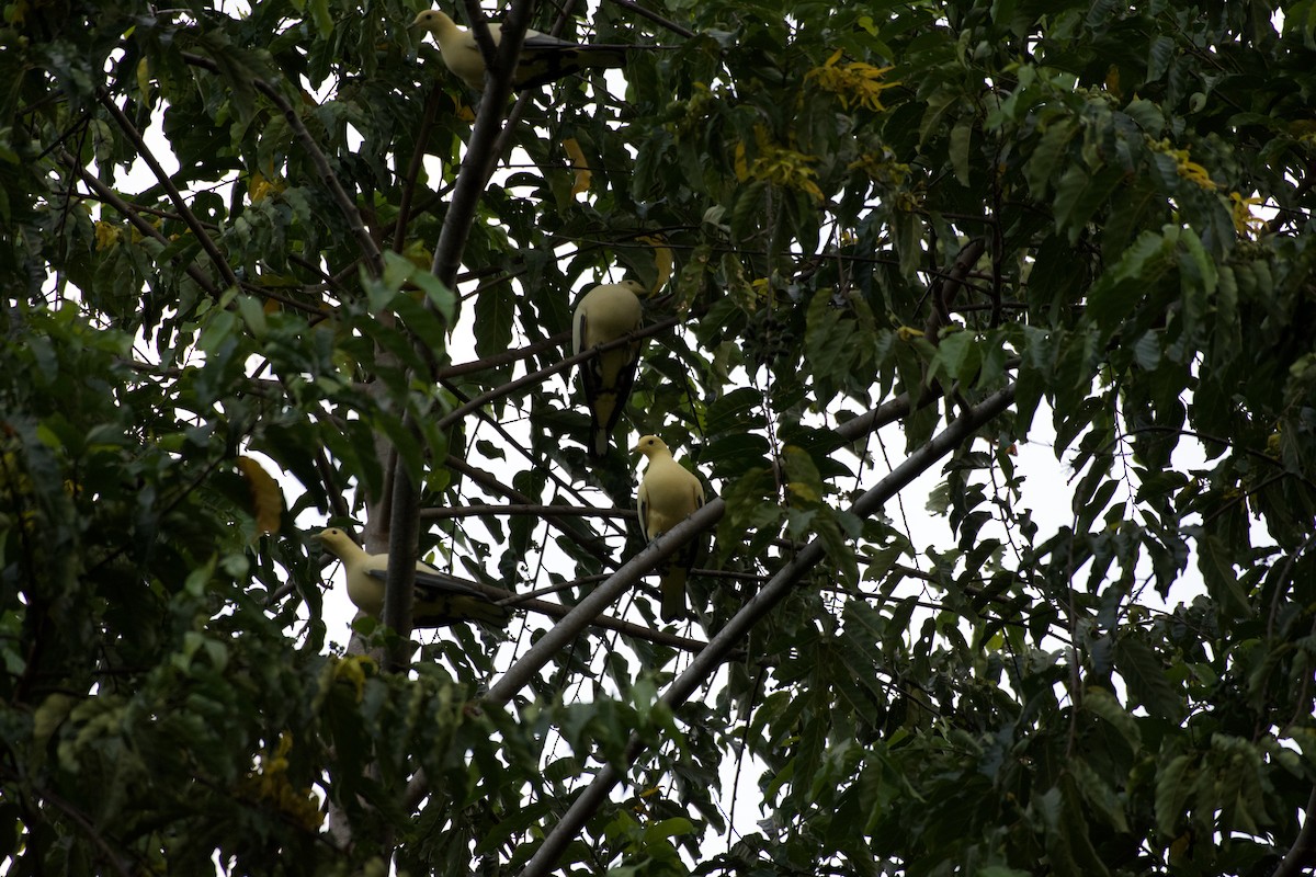 Silver-tipped Imperial-Pigeon - ML645664051