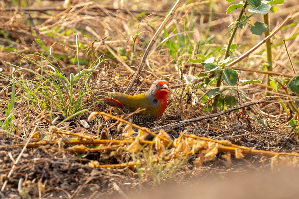 Green-winged Pytilia - ML645664052