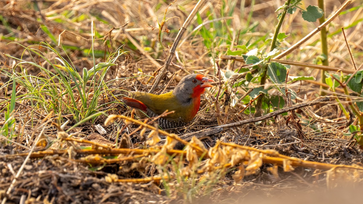 Green-winged Pytilia - ML645664053