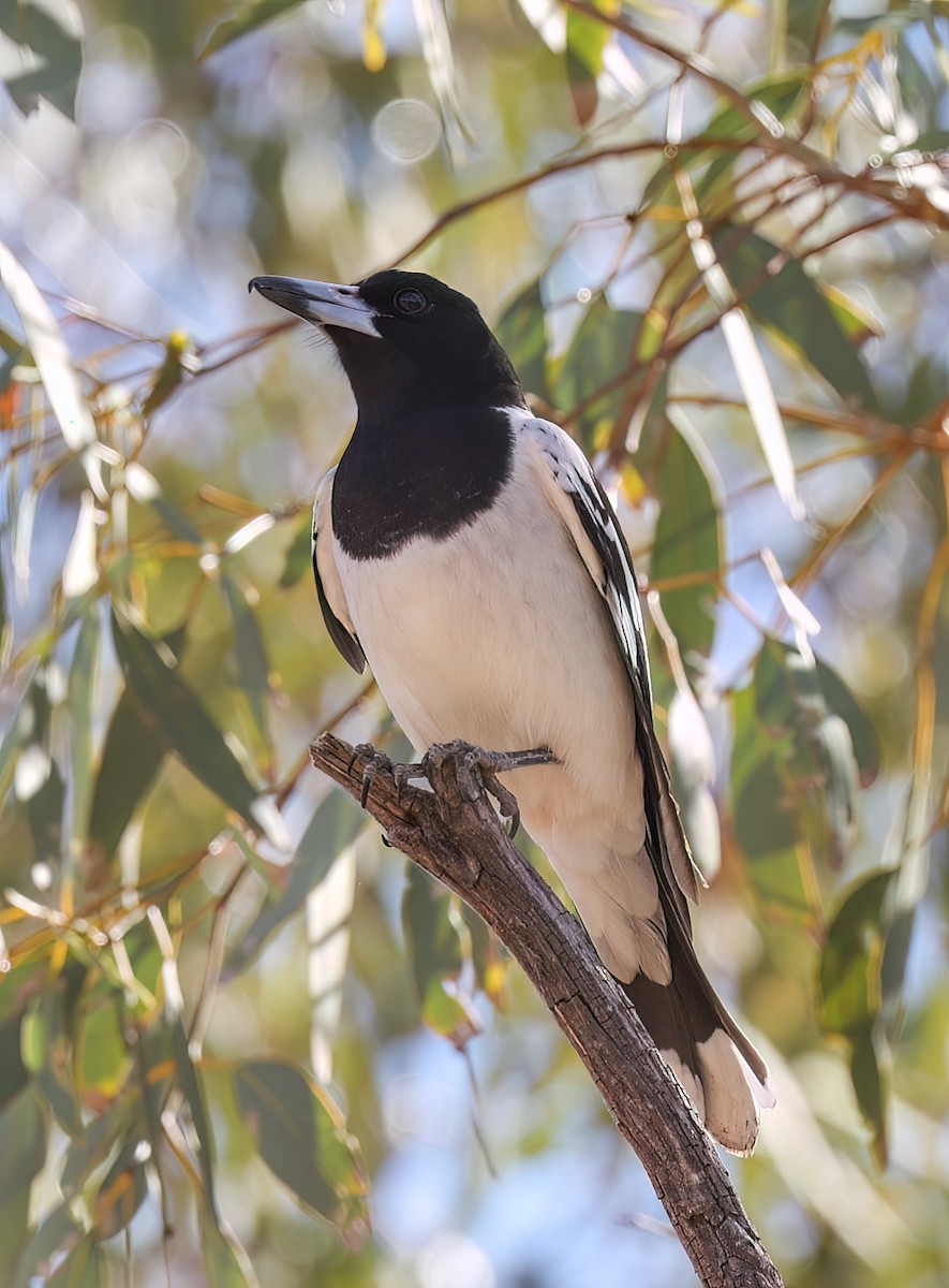 Pied Butcherbird - ML645664054