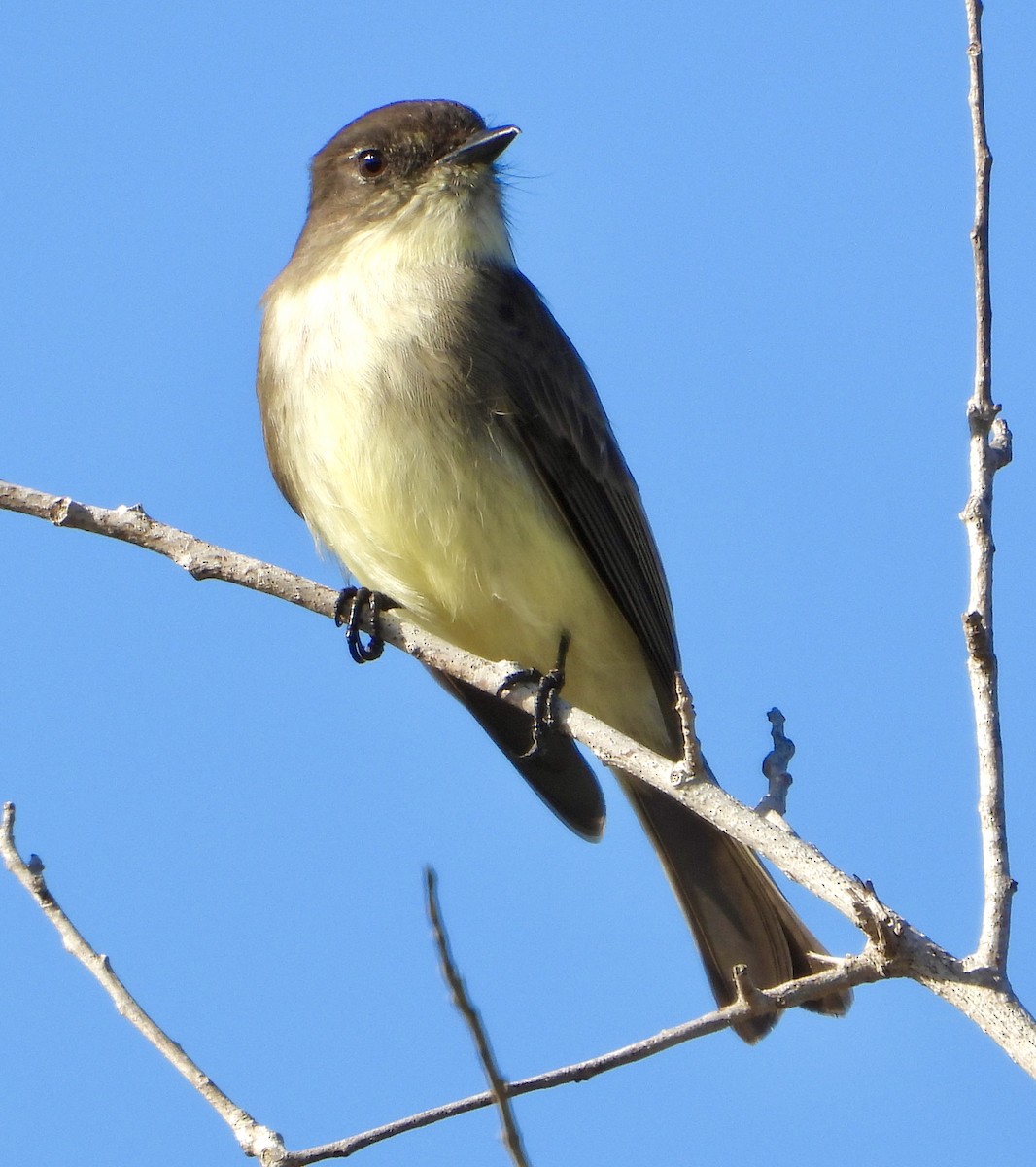 Eastern Phoebe - ML645664055