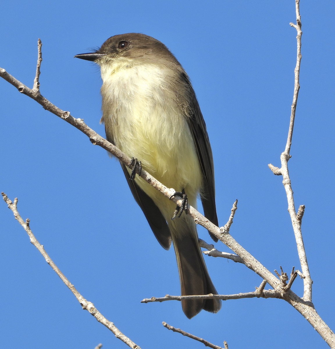 Eastern Phoebe - ML645664056