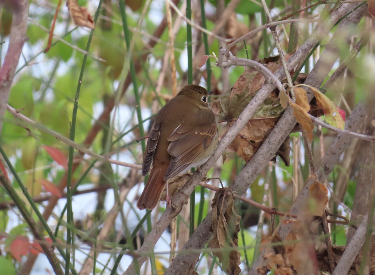 Hermit Thrush - ML645664058