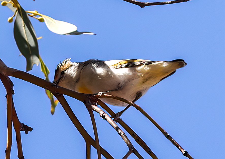 Red-browed Pardalote - ML645664059