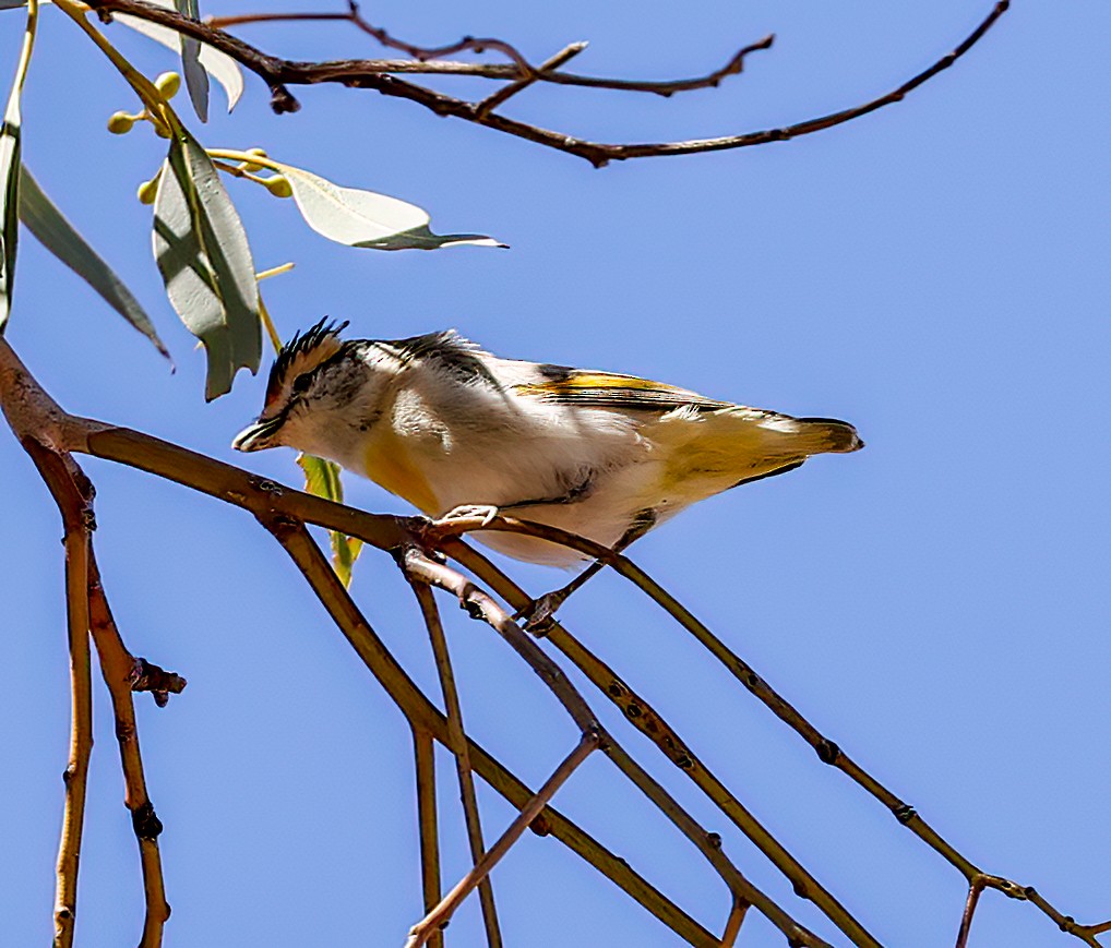 Red-browed Pardalote - ML645664060
