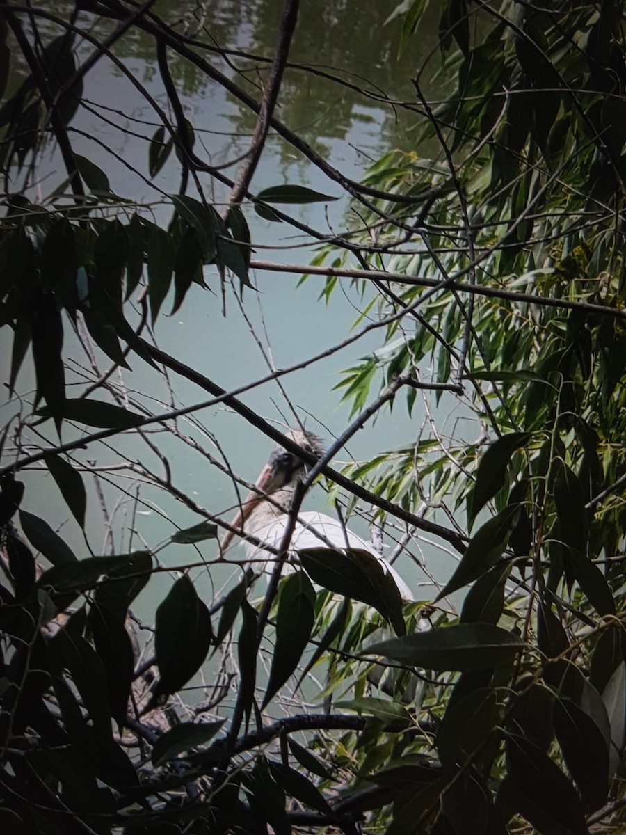 Wood Stork - ML645664061