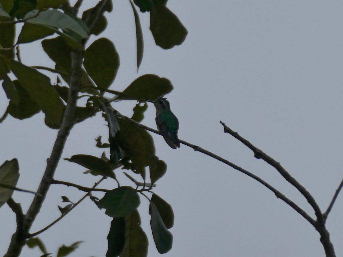 Canivet's Emerald - ML645664062